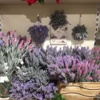 Entreprises 14 image THE STORE Zoohandlungen dans Lugano TI