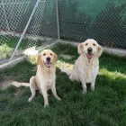 Entreprises 15 image TIERHOTEL 5 STERN Tierpensionen dans Niedergösgen SO