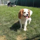 Entreprises 16 image TIERHOTEL 5 STERN Tierpensionen dans Niedergösgen SO