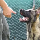 Entreprises 17 image TIERHOTEL 5 STERN Tierpensionen dans Niedergösgen SO