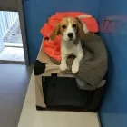 Entreprises 18 image TIERHOTEL 5 STERN Tierpensionen dans Niedergösgen SO