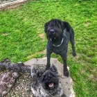 Entreprises 1 image TIERHOTEL 5 STERN Tierpensionen dans Niedergösgen SO