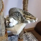 Entreprises 2 image TIERHOTEL 5 STERN Tierpensionen dans Niedergösgen SO