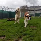 Entreprises 5 image TIERHOTEL 5 STERN Tierpensionen dans Niedergösgen SO