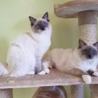 Entreprises 6 image TIERHOTEL 5 STERN Tierpensionen dans Niedergösgen SO