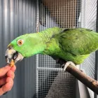 Entreprises 8 image TIERHOTEL 5 STERN Tierpensionen dans Niedergösgen SO