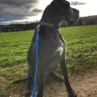 Entreprises 10 image TIERHOTEL 5 STERN Tierpensionen dans Niedergösgen SO