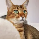 Entreprises 13 image TIERHOTEL 5 STERN Tierpensionen dans Niedergösgen SO