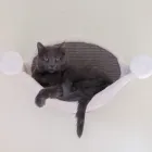 Entreprises 14 image TIERHOTEL 5 STERN Tierpensionen dans Niedergösgen SO