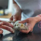 Immagine 17 azienda TIERKLINIK RHENUS AG Ärzte in Flurlingen ZH