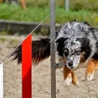 Immagine 6 azienda TIERKLINIK RHENUS AG Ärzte in Flurlingen ZH