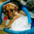 Immagine 13 azienda TIERKLINIK RHENUS AG Ärzte in Flurlingen ZH
