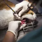 Unternehmen 1 Bild TIERKLINIK24 Ärzte am Staffelbach AG