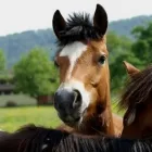 Unternehmen 4 Bild TIERKLINIK24 Ärzte am Staffelbach AG