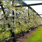 Entreprises 1 image WEIN-UND OBSTHAUS WEGMANN Obstbauunternehmen dans Zürich ZH