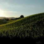 Entreprises 3 image WEINGUT KLOSTERHOF Weinkellereien dans Aesch Lu LU