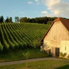 Entreprises 4 image WEINGUT KLOSTERHOF Weinkellereien dans Aesch Lu LU
