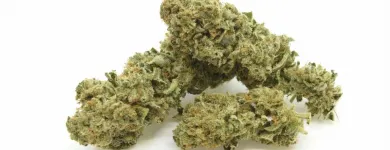 Entreprises 13 image ALPLANT GMBH Tabakwaren Einzelhandel dans Bern BE