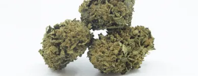 Entreprises 6 image ALPLANT GMBH Tabakwaren Einzelhandel dans Bern BE