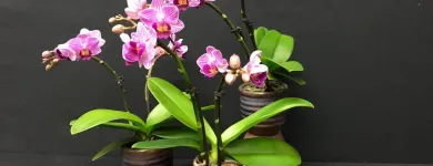 Entreprises 5 image ALTSTETTER BLUMEN Nahrungs-/Genussmittel dans Zürich ZH