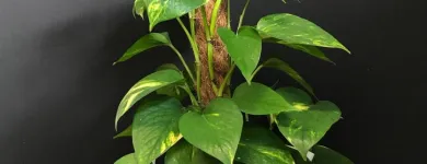 Entreprises 3 image ALTSTETTER BLUMEN Nahrungs-/Genussmittel dans Zürich ZH