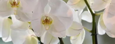 Unternehmen 2 Bild AU BOUQUET Garten/Pflanzen am Basel BL