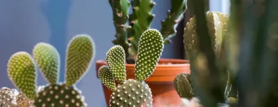 Unternehmen 14 Bild AU BOUQUET Garten/Pflanzen am Basel BL