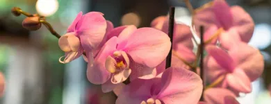 Unternehmen 15 Bild AU BOUQUET Garten/Pflanzen am Basel BL