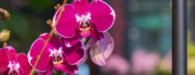 Unternehmen 6 Bild AU BOUQUET Garten/Pflanzen am Basel BL