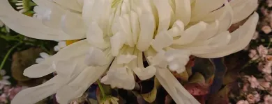 Entreprises 17 image BLUEME & GSCHÄNK CHÄLLER Kunstgewerbe, Geschenkartikel Einzelhandel dans Oberentfelden AG