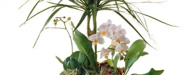 Unternehmen 8 Bild BLUMEN PFISTER Gartengeräte, Landgeräte Einzelhandel am St. Gallen SG