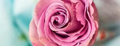 Unternehmen 9 Bild BLUMENHAUS WIEDIKON Garten/Pflanzen am Zurich ZH