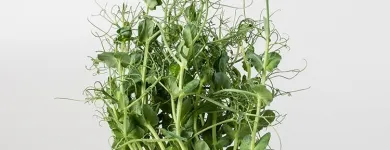 Unternehmen 1 Bild ESPRO SPROSSEN Nahrungs-/Genussmittel am Uetendorf BE