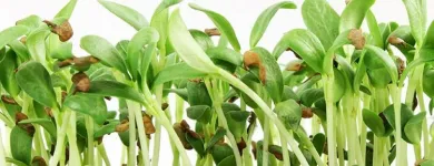 Unternehmen 4 Bild ESPRO SPROSSEN Nahrungs-/Genussmittel am Uetendorf BE