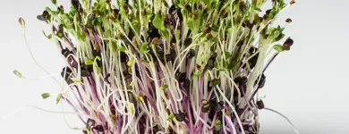 Unternehmen 2 Bild ESPRO SPROSSEN Nahrungs-/Genussmittel am Uetendorf BE