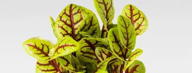 Unternehmen 9 Bild ESPRO SPROSSEN Nahrungs-/Genussmittel am Uetendorf BE