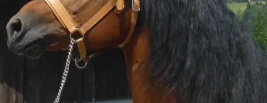 Immagine 23 azienda FRANCHES-MONTAGNES DÉCOUVERTE SARL Web-Designer in Saignelégier JU