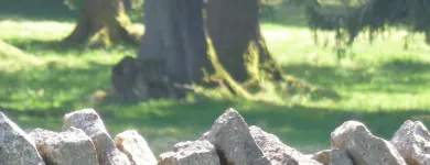 Immagine 27 azienda FRANCHES-MONTAGNES DÉCOUVERTE SARL Web-Designer in Saignelégier JU