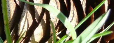 Immagine 10 azienda FRANCHES-MONTAGNES DÉCOUVERTE SARL Web-Designer in Saignelégier JU