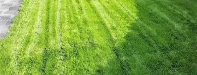 Immagine 10 azienda HÄNER GARTENSERVICE Land-/Forstwirtschaft/Fischerei in Zullwil SO