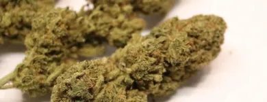 Immagine 9 azienda HANFBOB'S GROW & HEADSHOP Tabakwaren Einzelhandel in Hedingen ZH