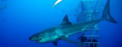 Entreprises 3 image HANG LOOSE TRAVELSERVICE Transport/Verkehr/Tourismus dans Berne BE