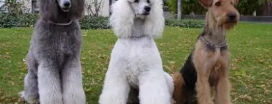 Unternehmen 1 Bild HAPPYPARADISE HUNDESALON Tierzucht und Tierhaltung am Zürich ZH