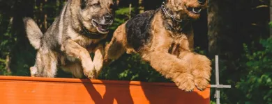 Unternehmen 4 Bild HAPPYPARADISE HUNDESALON Tierzucht und Tierhaltung am Zürich ZH