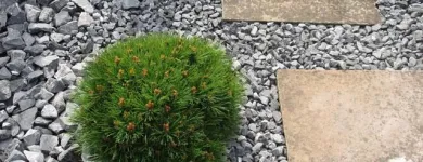 Entreprises 2 image HJB GARTEN GMBH Land-/Forstwirtschaft/Fischerei dans Seftigen BE