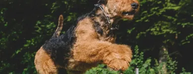 Entreprises 1 image HUNDESALON HAPPYPARADISE Tiersalons dans Beringen SH