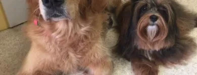 Unternehmen 6 Bild HUNDESALON MARA LIESTAL BASELLNAD Tiersalons am Liestal BL