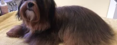 Unternehmen 7 Bild HUNDESALON MARA LIESTAL BASELLNAD Tiersalons am Liestal BL
