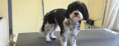 Unternehmen 1 Bild HUNDESALON MARA LIESTAL BASELLNAD Tiersalons am Liestal BL