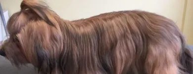 Unternehmen 3 Bild HUNDESALON MARA LIESTAL BASELLNAD Tiersalons am Liestal BL